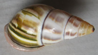 Amphidromus lucsegersi Thach & Abbas, 2017
